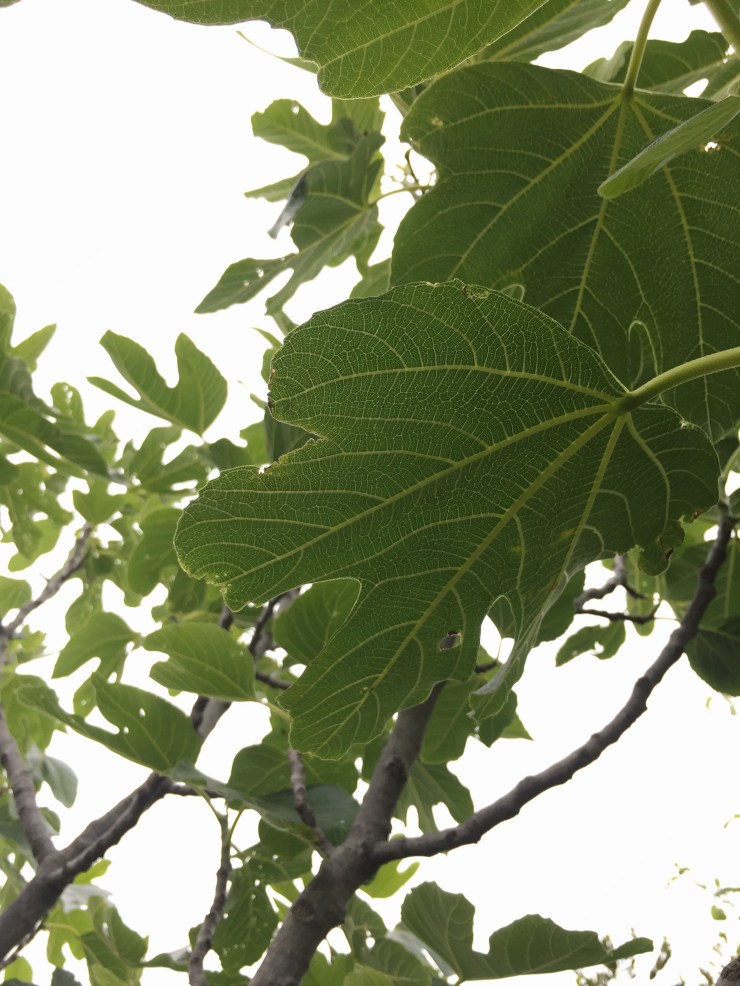 Processed with VSCO with a7 preset