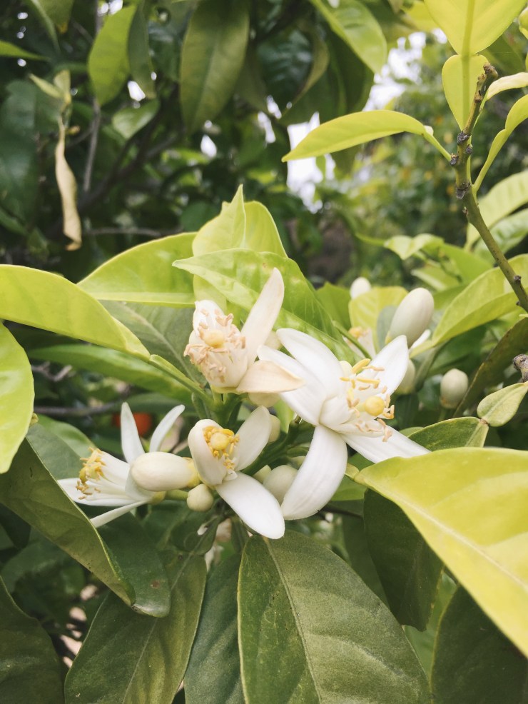 Processed with VSCO with a7 preset