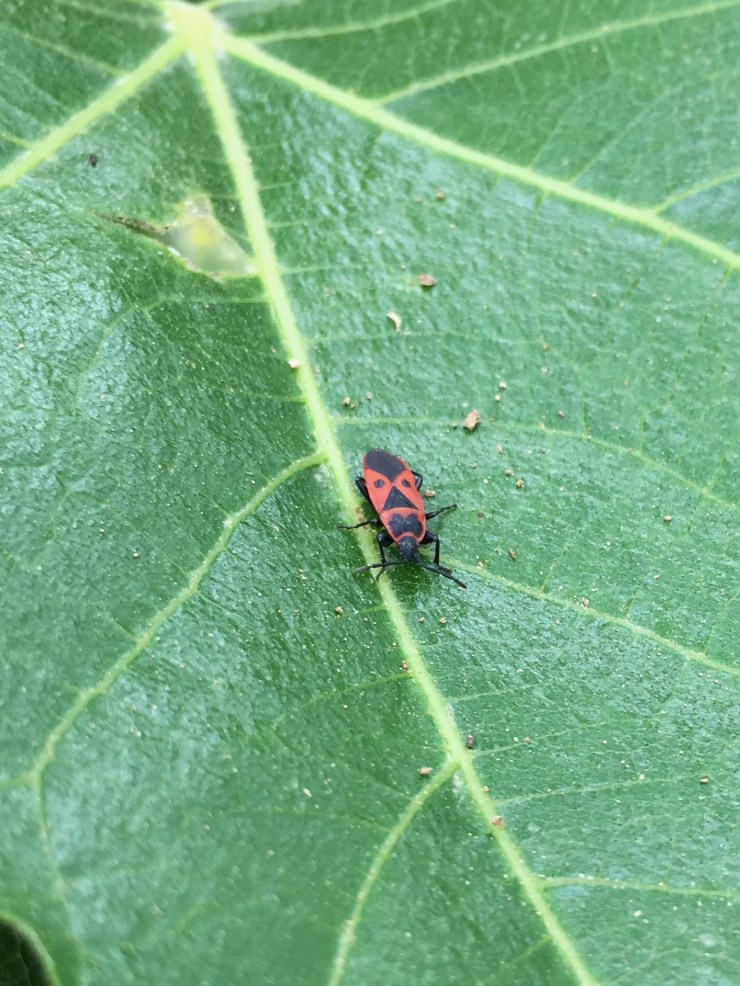 6E87B6F8-A743-472B-A651-CAFE0D400B07