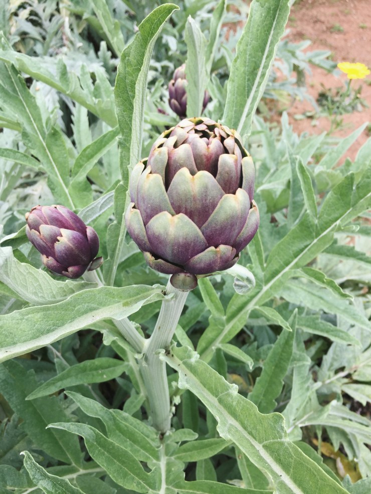 Processed with VSCO with a7 preset