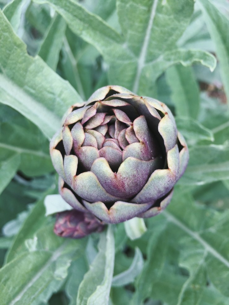 Processed with VSCO with a7 preset