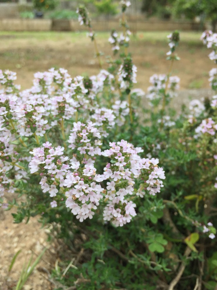 FC8CA455-2EAE-4B6B-A38C-A06ACA593D3E