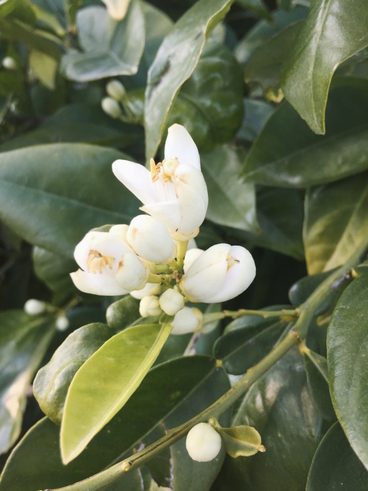 Processed with VSCO with a8 preset